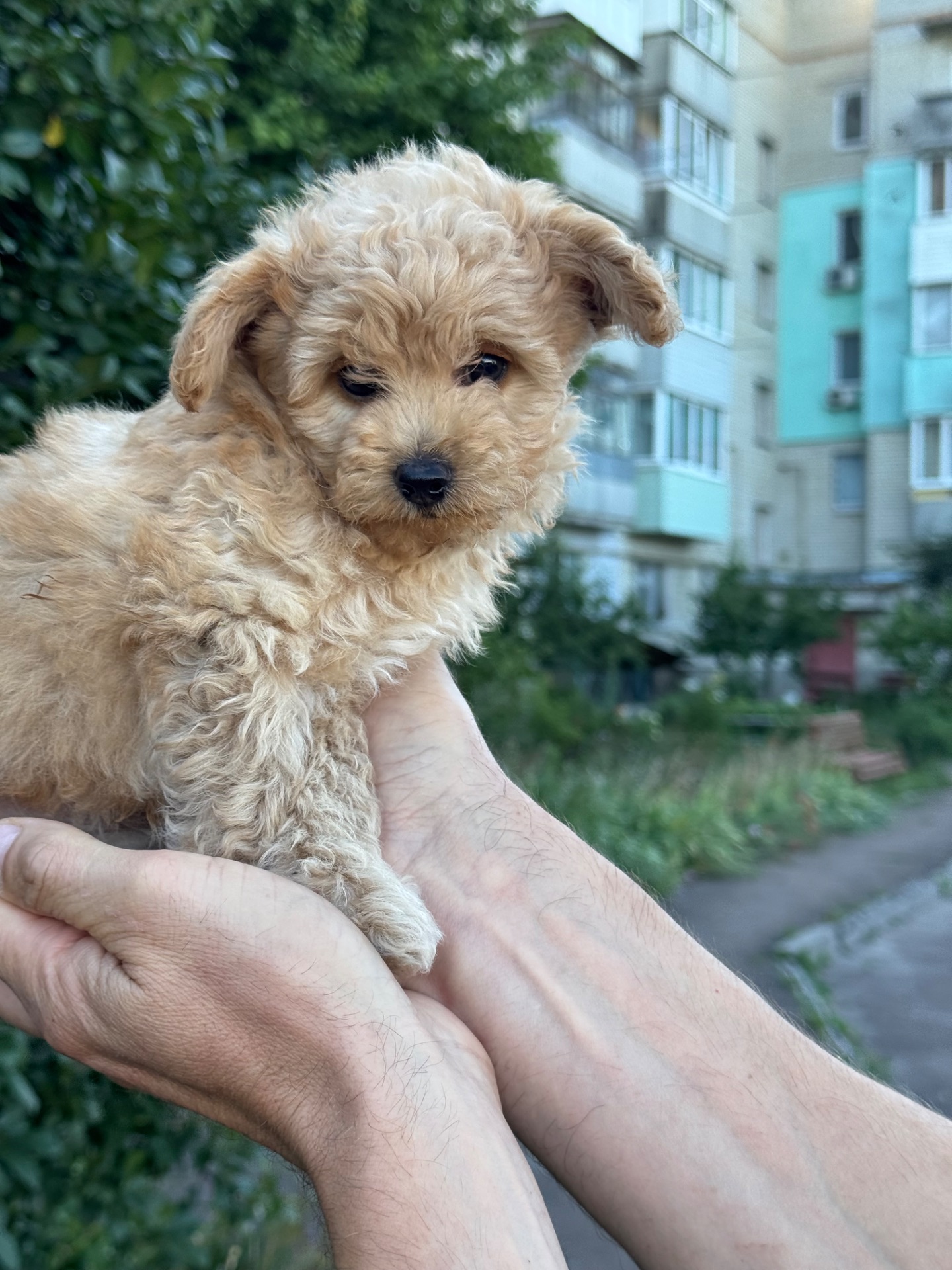 Цуцик