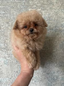 Помапу щенки малыши СРОЧНО