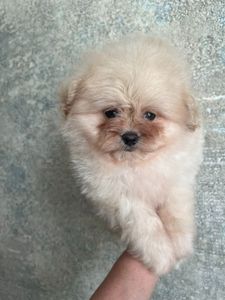 Помапу щенки малыши СРОЧНО