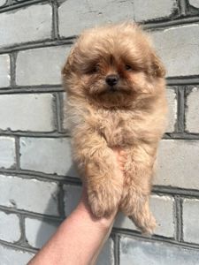 Помапу щенки малыши СРОЧНО