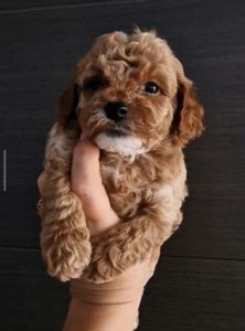 Мальтипу Ф1 мальчик