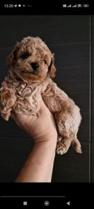 Мальтипу Ф1 мальчик