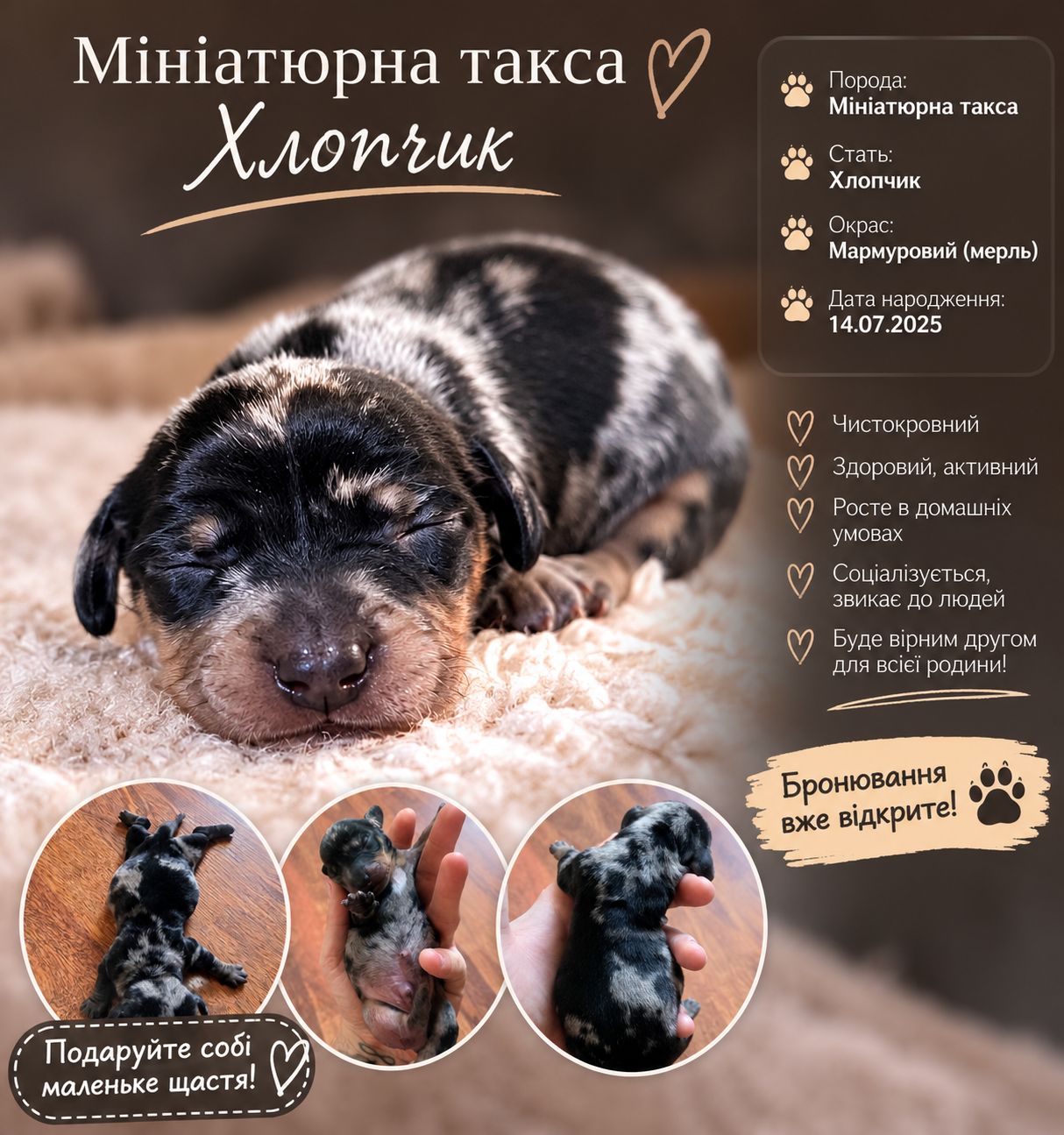 Мініатюрна такса. Цуценята. Мармурові (мерль) Бронювання
