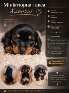Мініатюрна такса. Цуценята. Мармурові (мерль) Бронювання