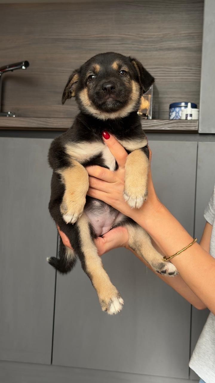 Лола