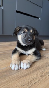 Лола