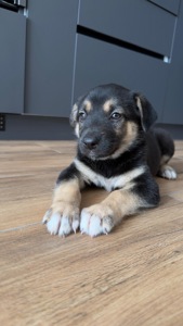 Лола