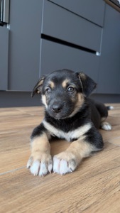 Лола