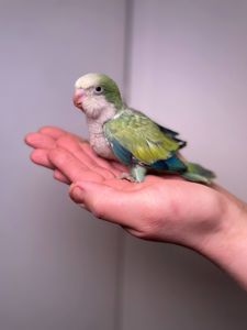 Ручной попугай калита монах, квакер, зеленый монах, домашний попугай, говорящий попугай
