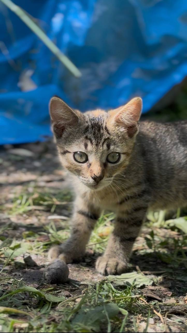 Віддам в добрі руки кошенят