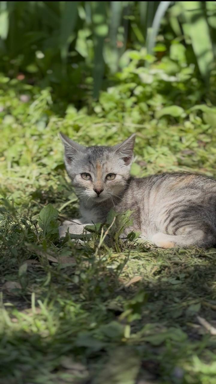 Віддам в добрі руки кошенят