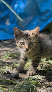 Віддам в добрі руки кошенят