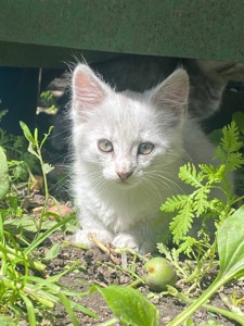 Віддам в добрі руки кошенят