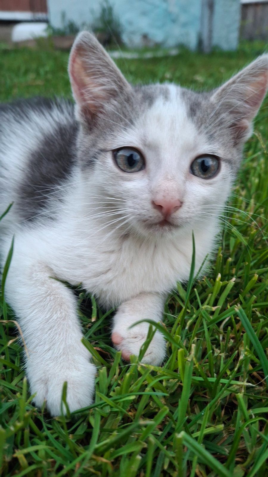 🐱 Віддам у добрі кошення