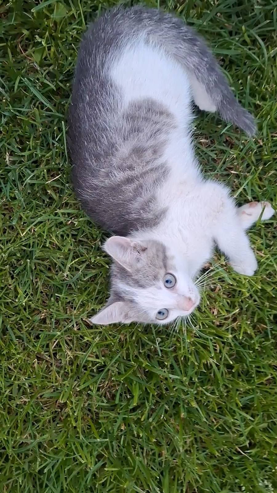 🐱 Віддам у добрі кошення