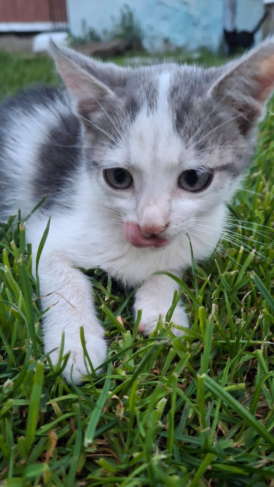 🐱 Віддам у добрі кошення