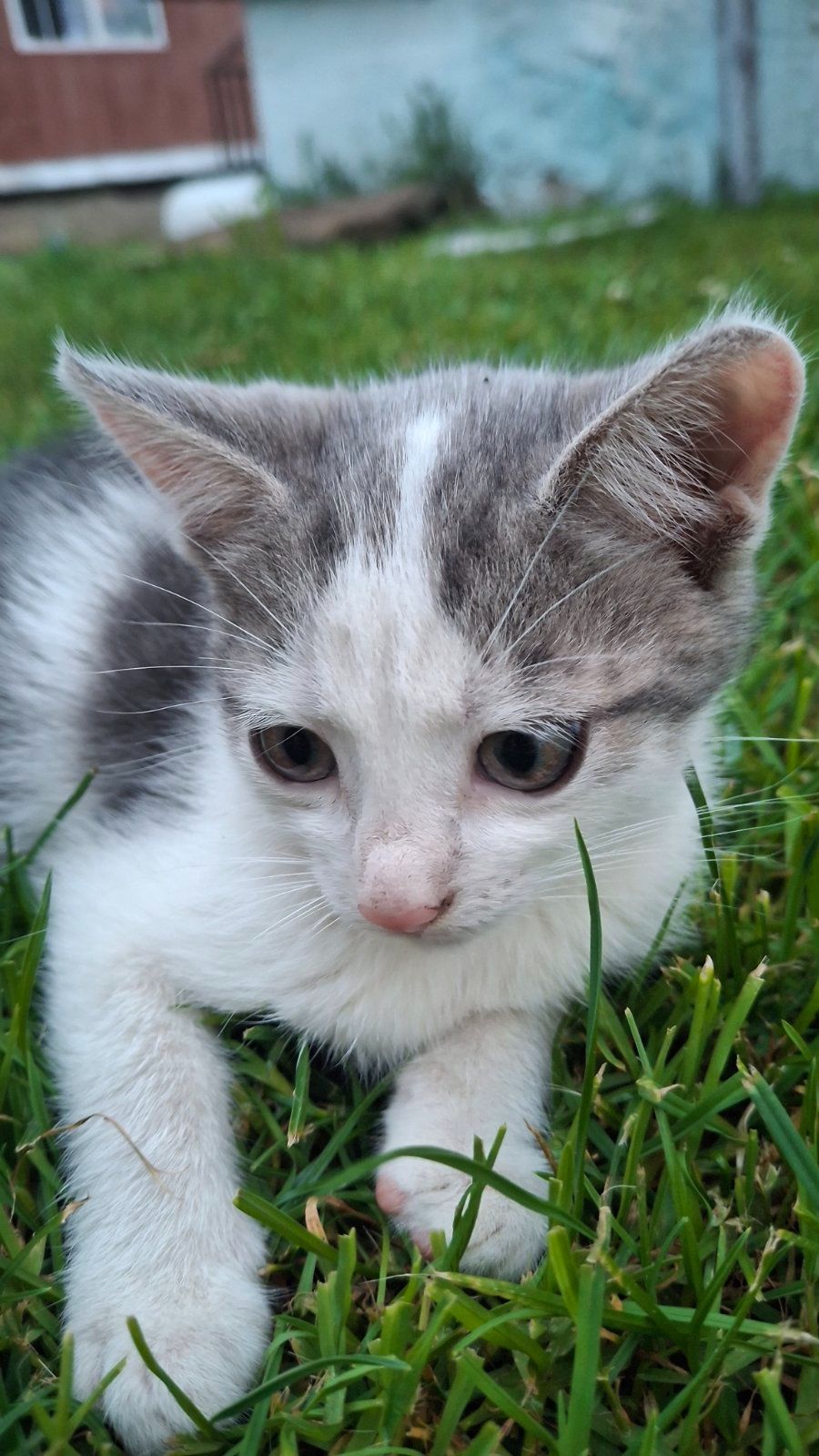 🐱 Віддам у добрі кошення