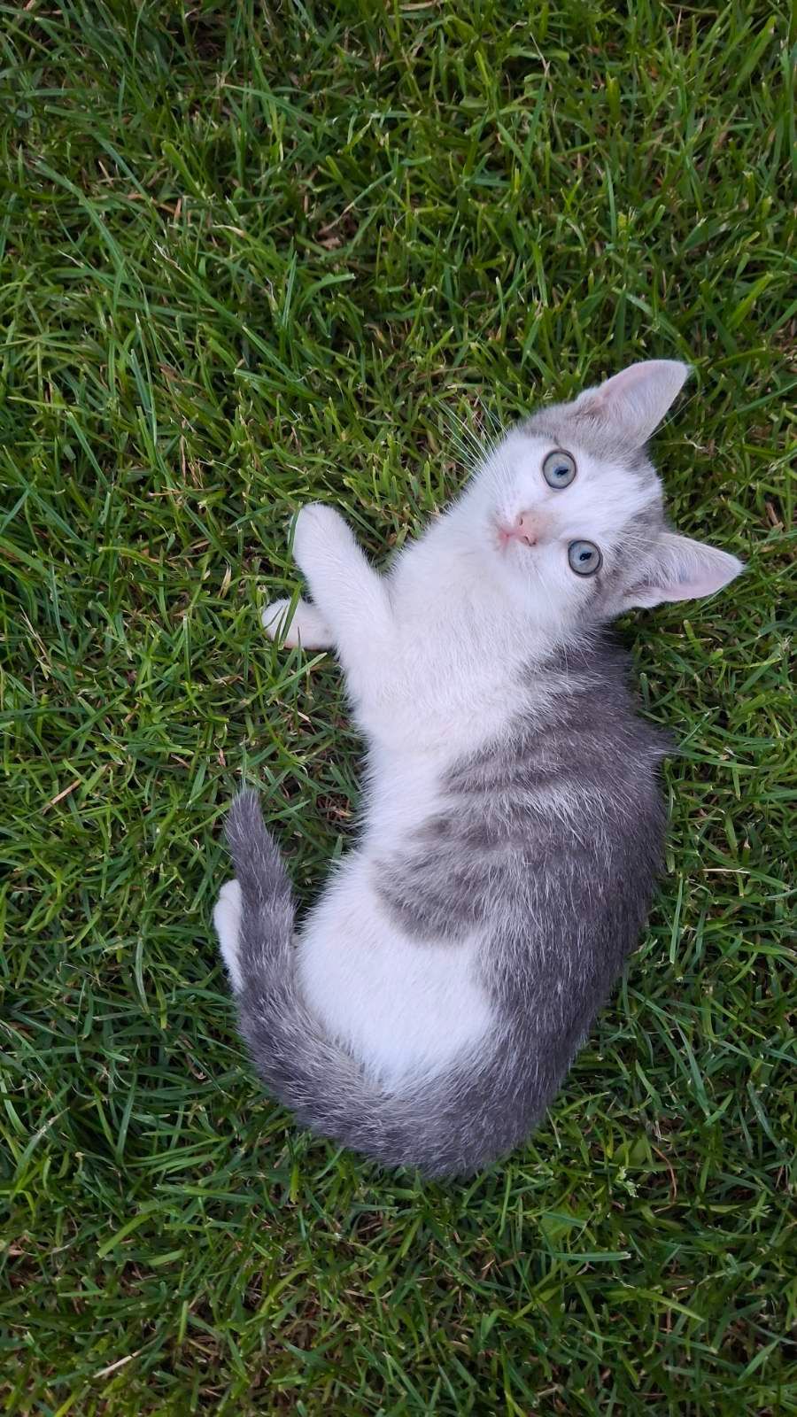 🐱 Віддам у добрі кошення