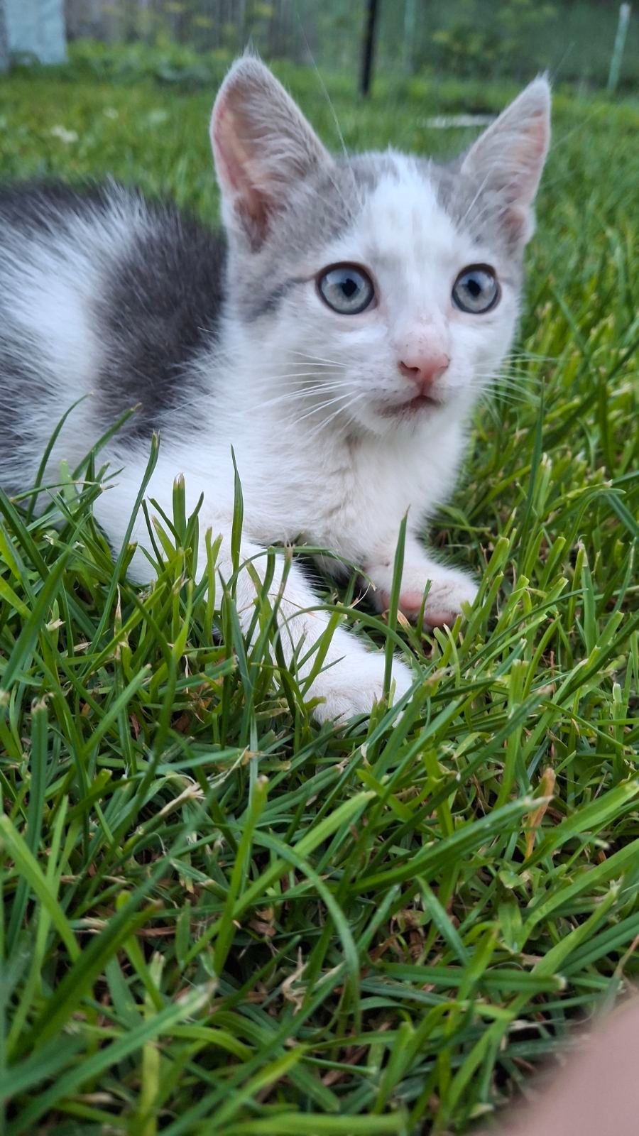 🐱 Віддам у добрі кошення