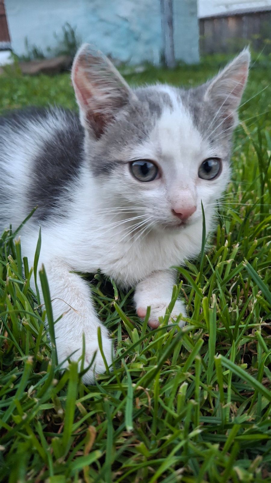 🐱 Віддам у добрі кошення