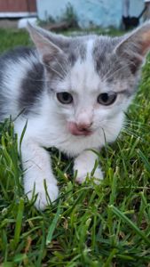 🐱 Віддам у добрі кошення