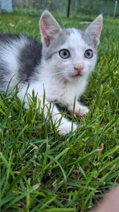 🐱 Віддам у добрі кошення