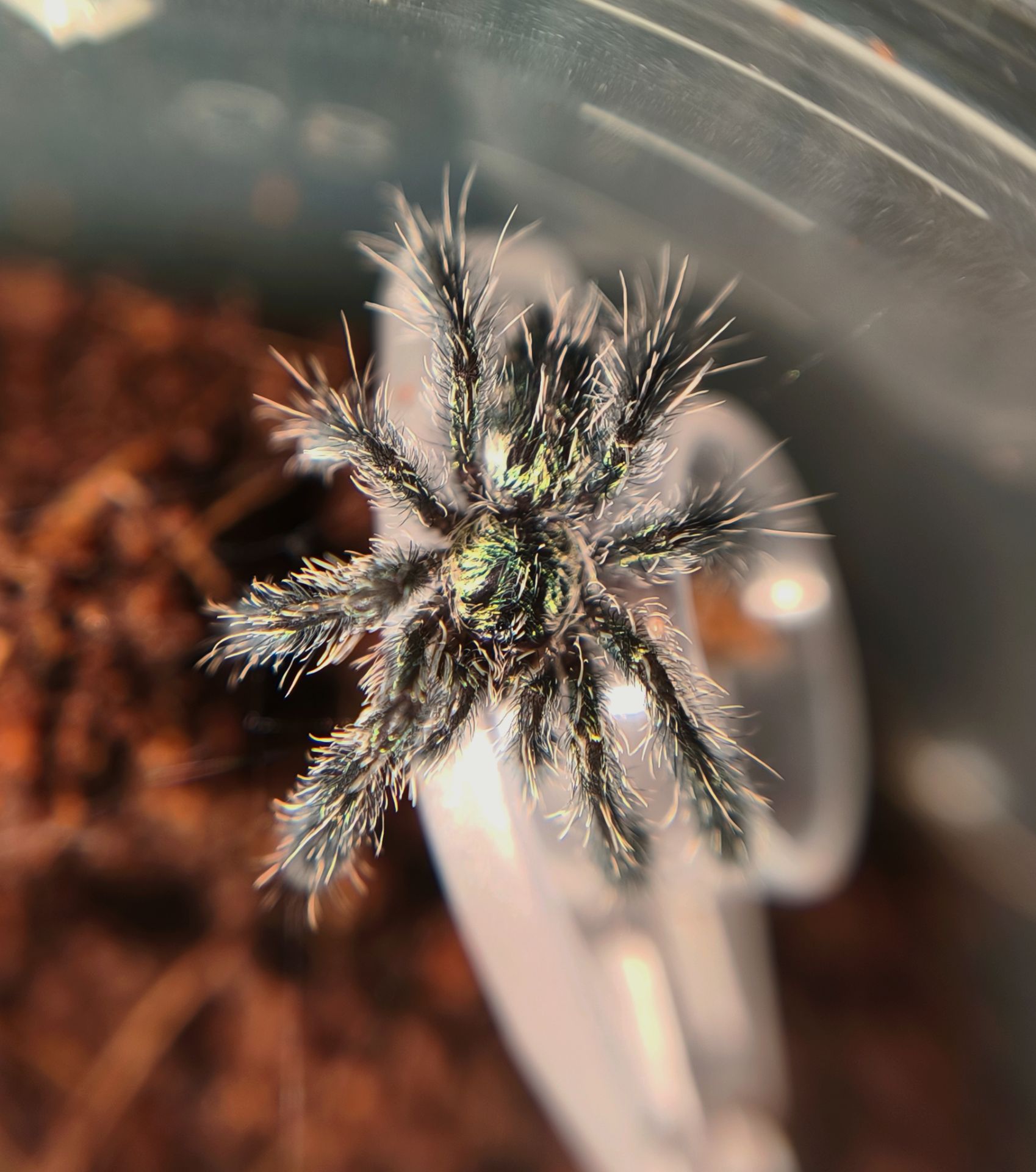 Ybyrapora diversipes L3