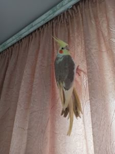 Корелла без клітки