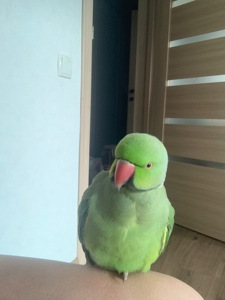 Продам папугу з кліткою