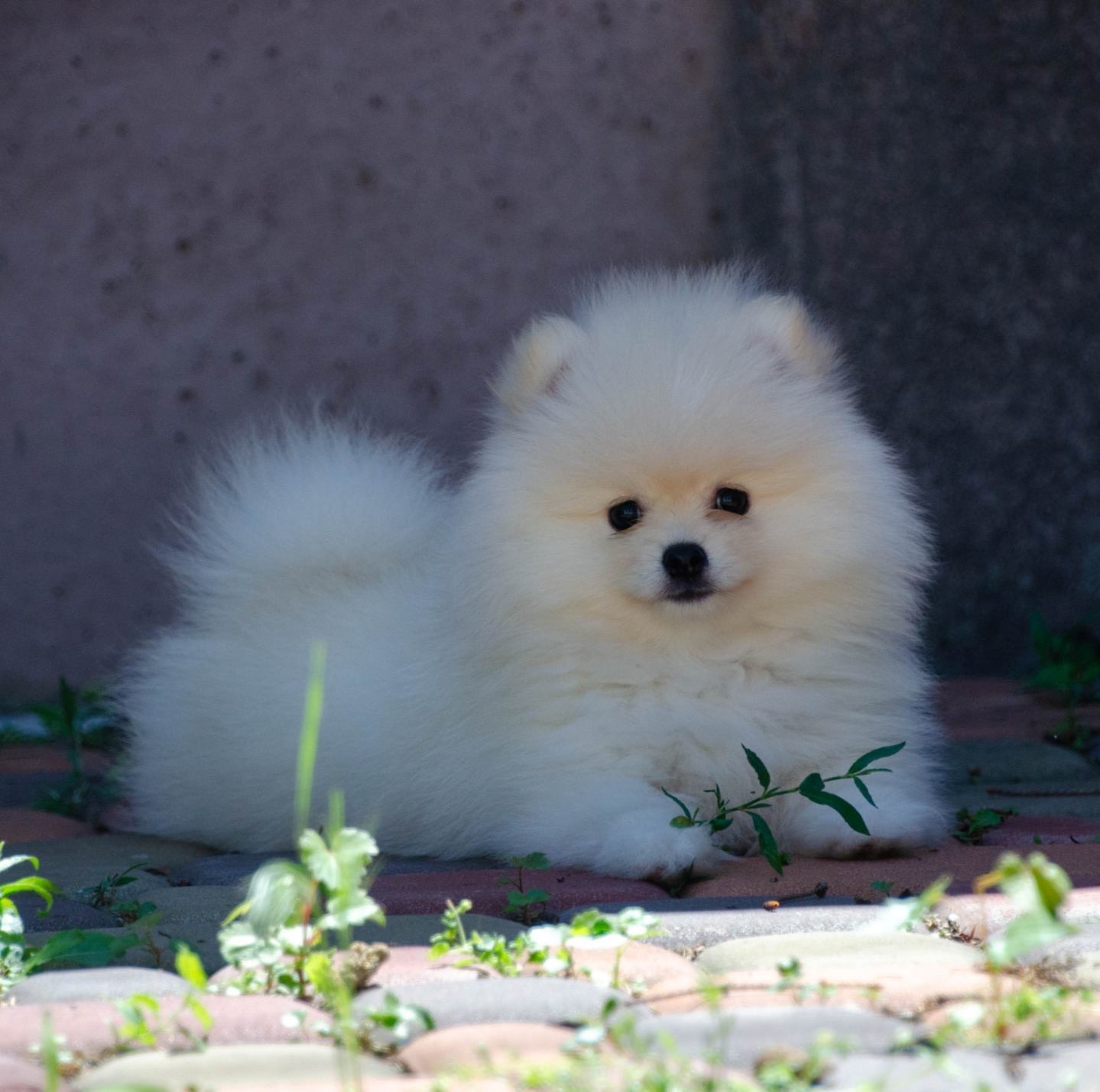 Dolce Vita