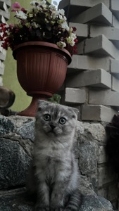 Шотландська кішечка Scottish Fold мармурова шиншила