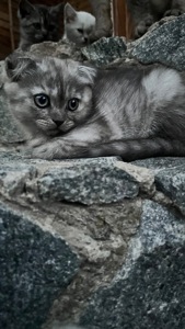 Шотландська кішечка Scottish Fold мармурова шиншила