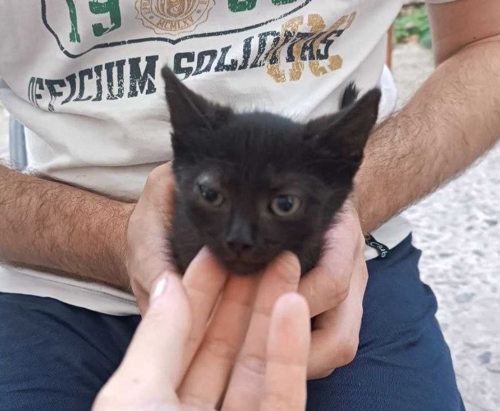 Ласковый черный котёнок девочка (ручная кошечка)