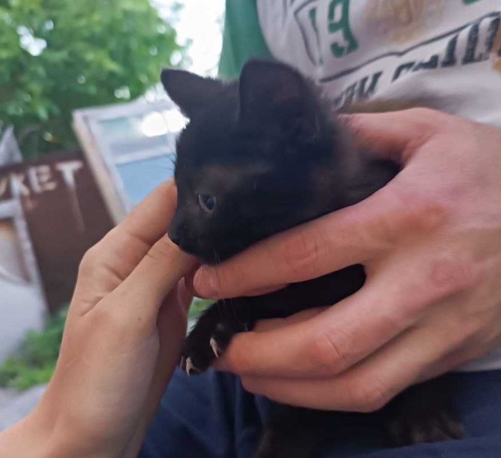 Ласковый черный котёнок девочка (ручная кошечка)