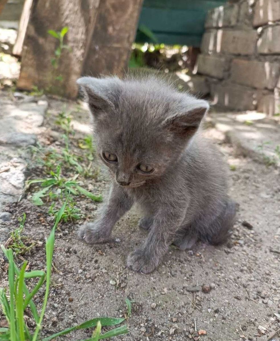 Серый плюшевый котёнок мальчик в добрые руки