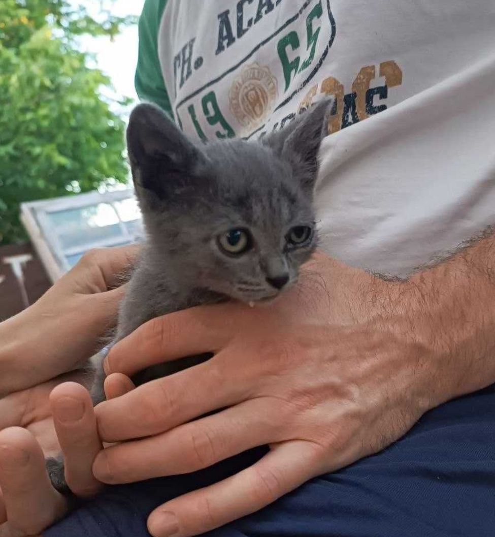 Серый плюшевый котёнок мальчик в добрые руки