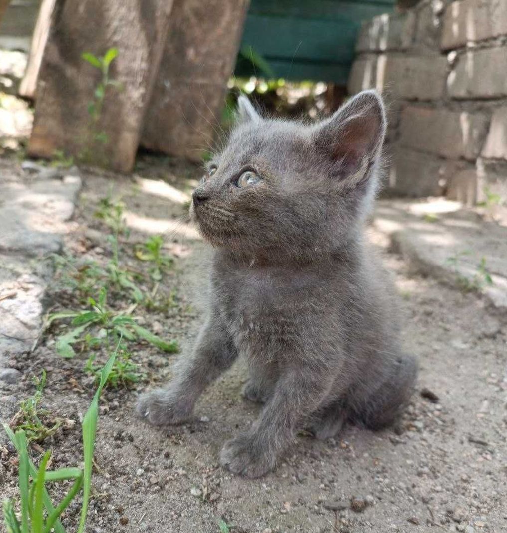 Серый плюшевый котёнок мальчик в добрые руки