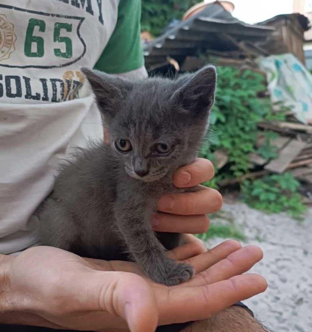 Серый плюшевый котёнок мальчик в добрые руки