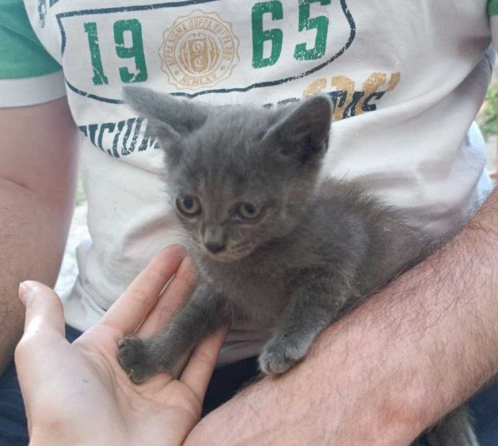 Серый плюшевый котёнок мальчик в добрые руки