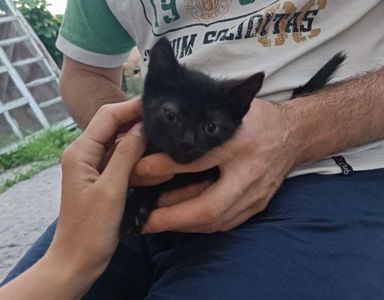 Ласковый черный котёнок девочка (ручная кошечка)