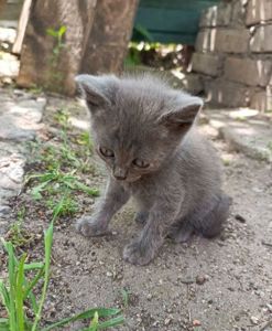 Серый плюшевый котёнок мальчик в добрые руки