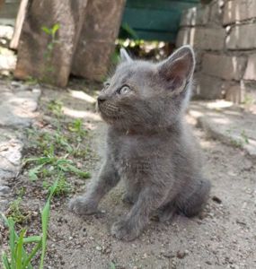 Серый плюшевый котёнок мальчик в добрые руки