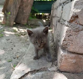 Серый плюшевый котёнок мальчик в добрые руки