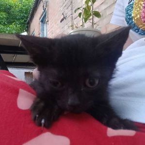 Чёрный пушистый котёнок девочка (маленькая пантера)