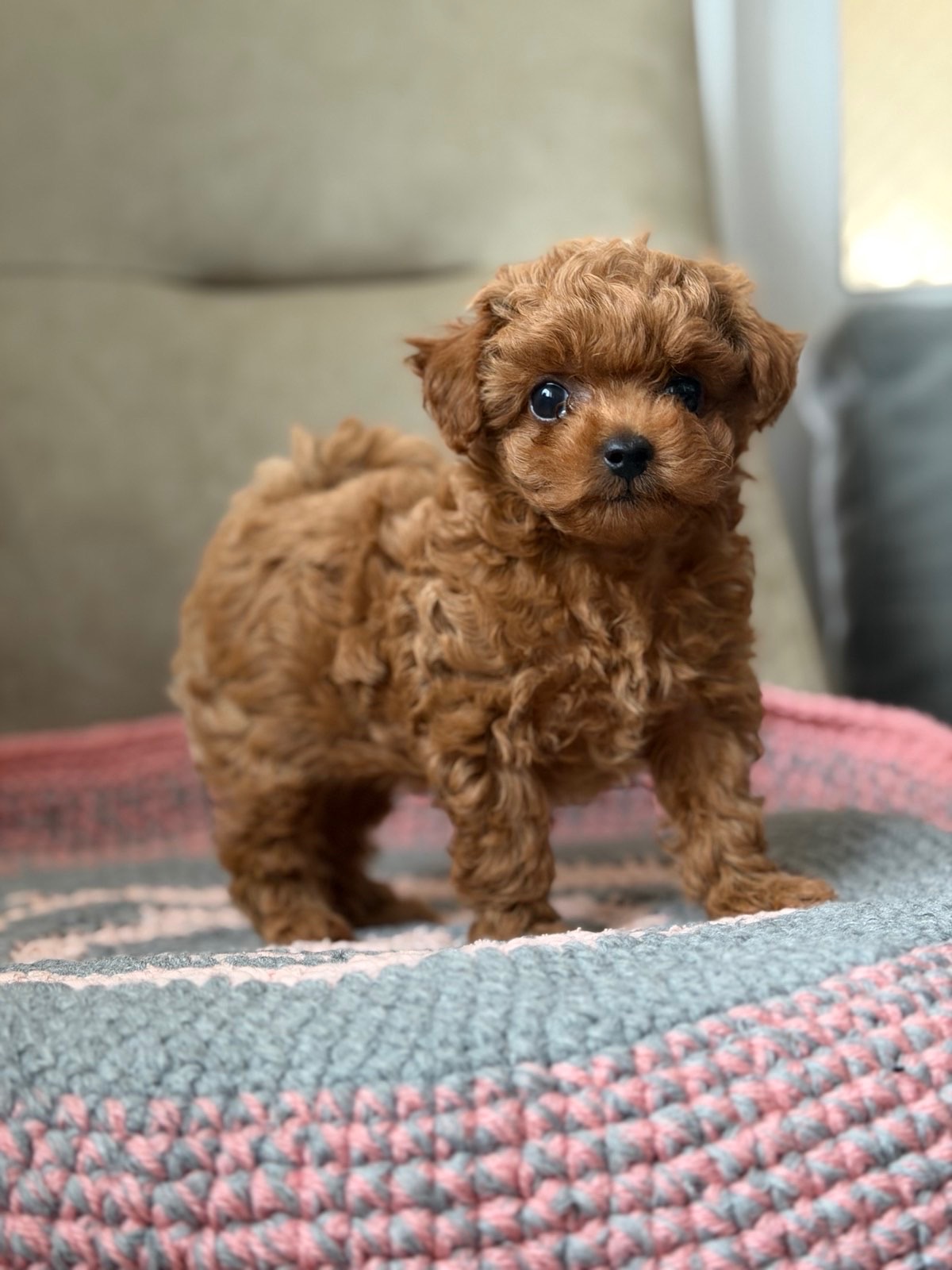 Преміум baby face дівчинка Maltipoo F2