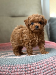 Преміум baby face дівчинка Maltipoo F2