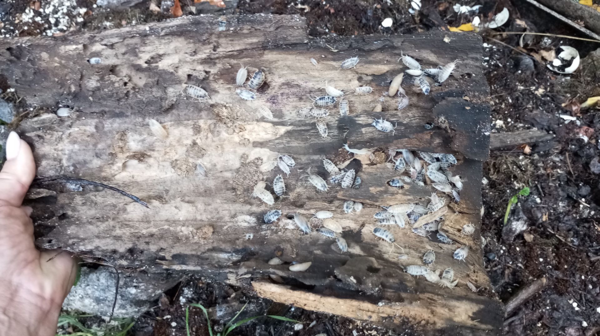 Мокриці корівки шукають свою домівку