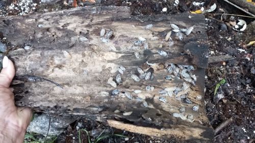 Мокриці корівки шукають свою домівку