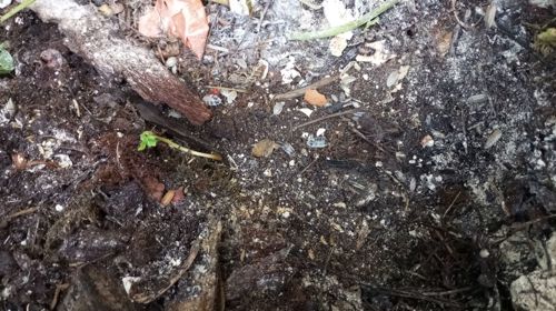 Мокриці корівки шукають свою домівку