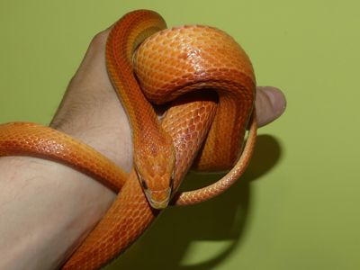 Маїсовий полоз Ultramel Stripe